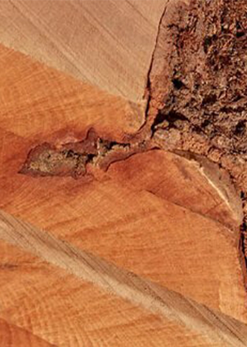 Nahaufnahme von Schnittholz mit natürlicher Baumkante und Rinde – charakteristische Holzstruktur gut sichtbar